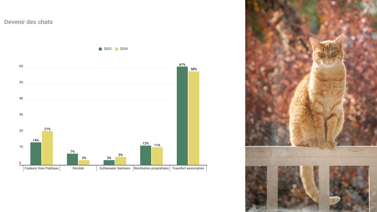 devenir chats lyon 2024