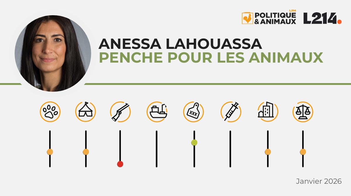 Anessa Lahouassa Politique Animaux