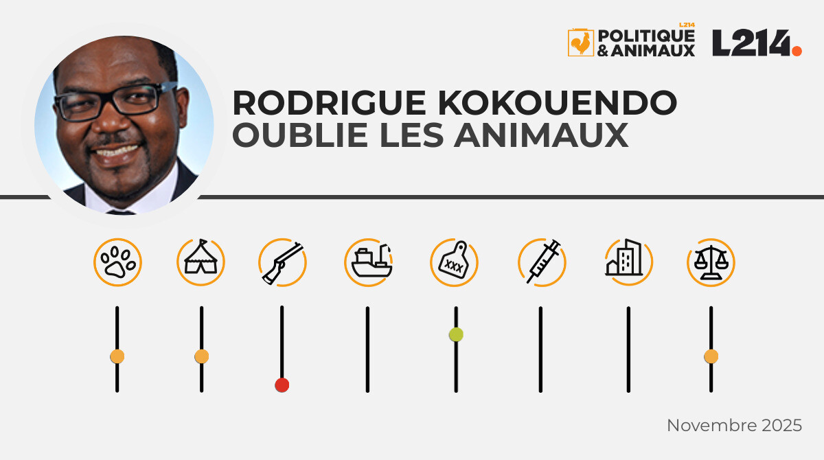 Rodrigue Kokouendo Politique & Animaux