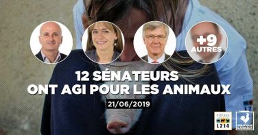 Logo 12 sénateurs demandent un renforcement des normes encadrant l'élevages des poulets