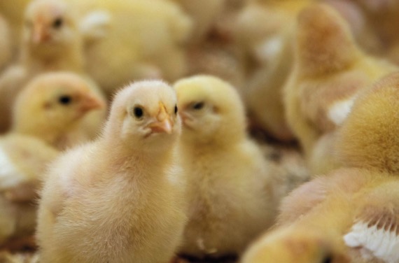 Rapport broyage gazage des poussins et canetons
